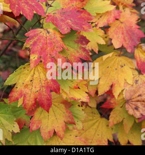 Acer japonicum ( pleine lune ) L'Érable Banque D'Images