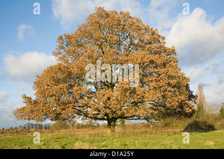 Quercus robur chêne brown feuilles d'hiver seul se tenant sur le terrain - le dernier arbre dans la zone encore avec des feuilles Banque D'Images