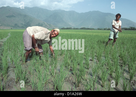 Cachemire - deux hommes planteurs de riz au pied de l'Himalaya, sourire heureux comme ils plantent des pousses de riz Banque D'Images