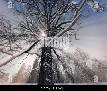 DE - La Bavière : hiver près de Bad Toelz (Photo Art) Banque D'Images