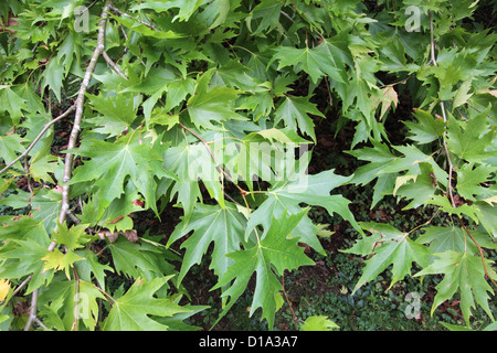 Feuilles de l'arbre Plan Oriental ( Platanus orientalis ) Banque D'Images