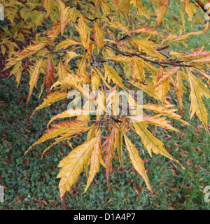 Fagus sylvatica 'Asplenifolia' ( Cut-Leaved Fern-Leaved ou hêtre ) à l'automne Banque D'Images