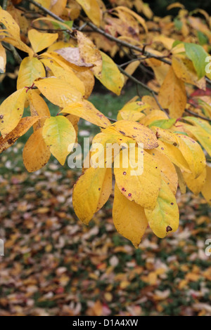 Nyssa sylvatica ( Black Tupelo, Nyssa ou Sour Gum Tree ) à l'automne Banque D'Images