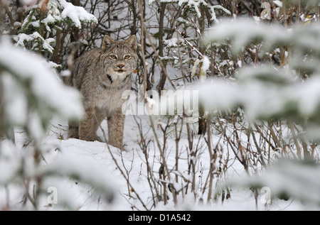 Un wild lynx du Canada Comité permanent à la recherche vers l'dans la profonde forêt enneigée du nord de l'Alberta au Canada. Banque D'Images