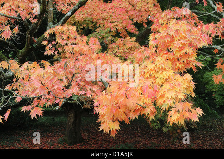 Sous-espèce amoenum Acer palmatum érable japonais en automne Banque D'Images