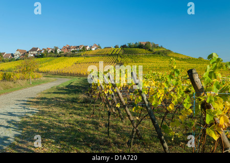 Zellenberg, Haut-Rhin, Alsace, France Banque D'Images