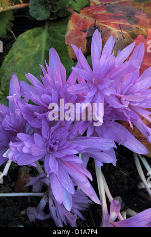 Floraison Double Crocus d'automne, UK Banque D'Images