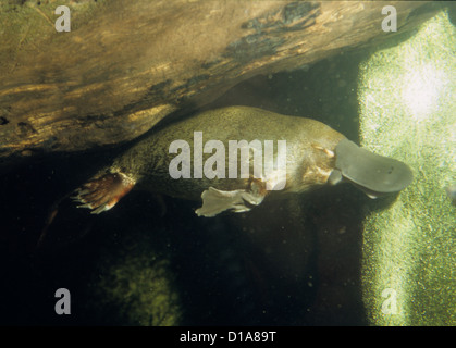 Ornithorynque (Ornithorhynchus anatinus) nager sous l'eau, Nouvelle Galles du Sud, Australie Banque D'Images