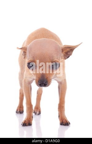 Mignon petit bébé chihuahua à, isolé sur fond blanc Banque D'Images