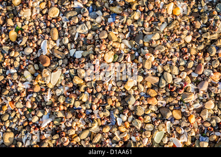 Différents types de coquilles de mer sur le bord de la mer Banque D'Images