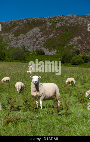 Welsh Mountain Sheep dans les pâturages dans la vallée de l'Elan, le Pays de Galles. Banque D'Images
