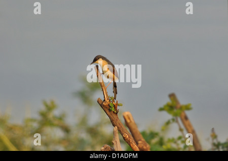 Prinia cendrée ou cendré Wren-Warbler Prinia : socialis, est une petite espèce. Banque D'Images