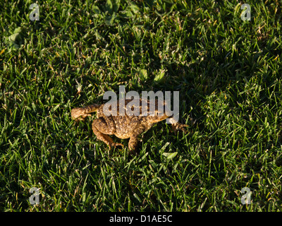 Crapaud commun (Bufo bufo spinosus ssp) sur l'herbe Banque D'Images