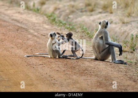 Langurs gris ou langurs Hanuman. Genre Semnopithecus Banque D'Images