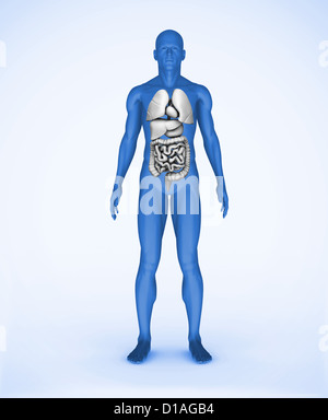 Les numériques bleu avec des organes visibles Banque D'Images