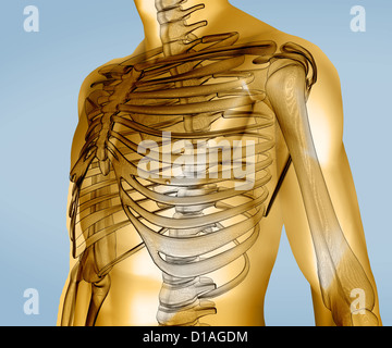 Numérique avec corps jaune visible skeleton Banque D'Images