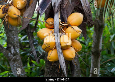 Noix de coco de roi Banque D'Images