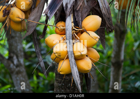 Noix de coco de roi Banque D'Images