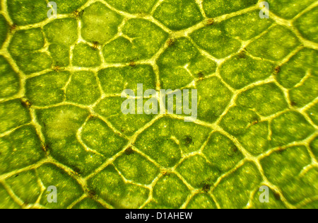 Feuilles de bouleau sous le microscope, l'arrière-plan. (Betula) Banque D'Images