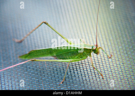 Katydid pré commun Banque D'Images