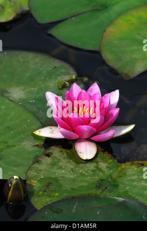 Un seul nénuphar Nymphaeaceae UK Banque D'Images