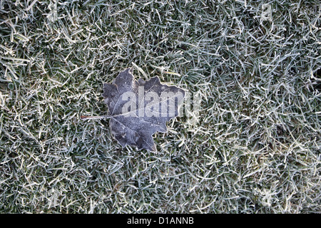 Scène d'hiver. Feuille de gelée sur l'herbe givrée, jardin, Suffolk, UK Banque D'Images