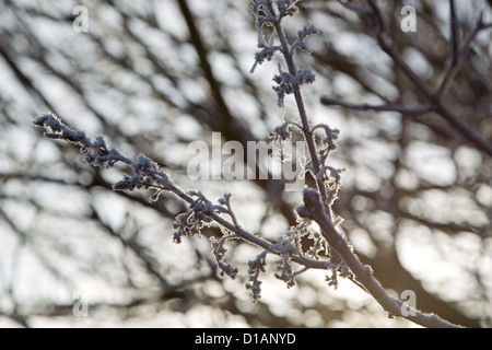 Close up de givre sur une brindille sur un froid matin d'hiver Banque D'Images