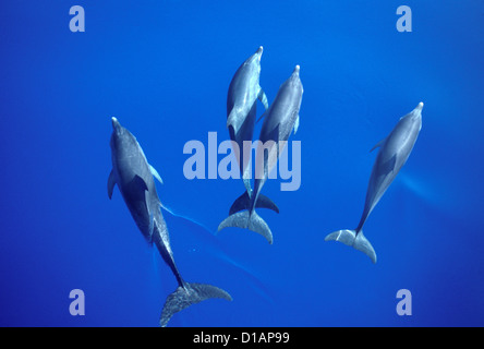 Dauphin tacheté de l'Atlantique.Stenella frontalis.photographié sur le Grand Bahamas Bank Banque D'Images