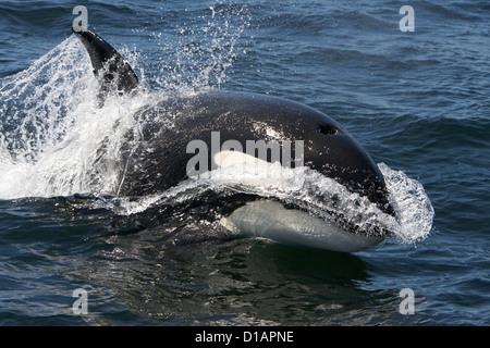 Les épaulards, Orcinus orca.type transitoire. La baie de Monterey, Californie, USA, l'Océan Pacifique Banque D'Images