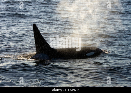 Killer whale, type transitoire. Orcinus orca. La baie de Monterey, Californie, USA, l'Océan Pacifique Banque D'Images