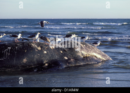 Baleine grise Eschrichtius robustus Banque D'Images