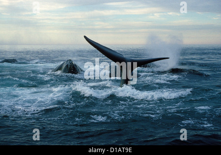 Le nord de Baleine noire Eubalaena glacialis Banque D'Images