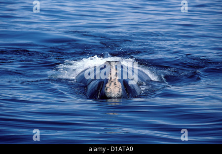 La baleine noire du nord.Eubalaena glacialis .dans la baie de Fundy, Nouveau-Brunswick, Canada Banque D'Images