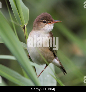 Portrait of a European Reed Warbler (Acrocephalus scirpaceus) posant en hauteur dans les roseaux Banque D'Images