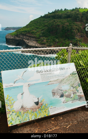 Fou à pieds rouges, signe de la faune aire naturelle le phare de Kilauea, Hawaii, île de Kauai Banque D'Images