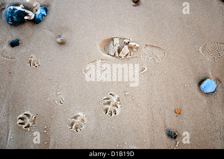 Les droits de l'amorçage et empreintes de pattes de chien sur une plage de sable avec des rochers à fusil. Banque D'Images