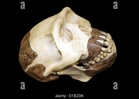 Replica crâne de l'homme Homo erectus de Java Banque D'Images