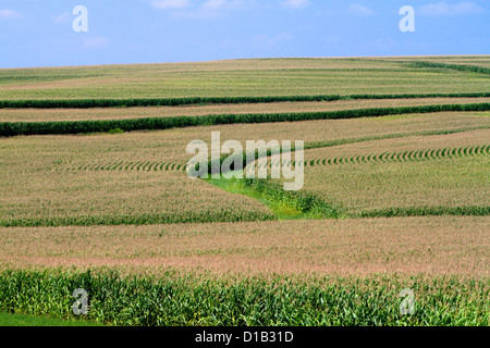 Dans les habitudes de récolte de maïs situé dans l'Iowa, USA. Banque D'Images