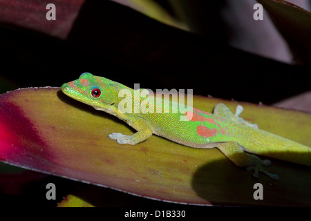 Gold Dust day gecko sur l'île de Kauai, Hawaii, USA. Banque D'Images