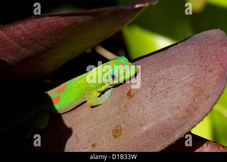Gold Dust day gecko sur l'île de Kauai, Hawaii, USA. Banque D'Images