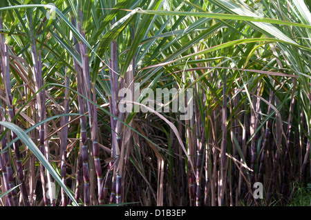 Plantation de canne à sucre Banque D'Images