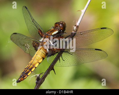 Macro détaillée image d'une femme à corps large Chaser dragonfly (Libellula depressa) Banque D'Images