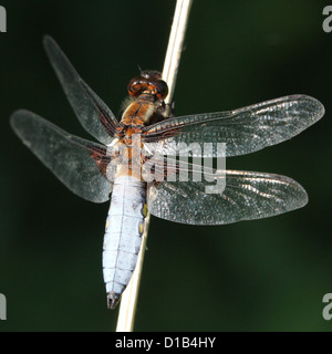 Macro détaillée image d'un homme au corps large Chaser dragonfly (Libellula depressa) Banque D'Images