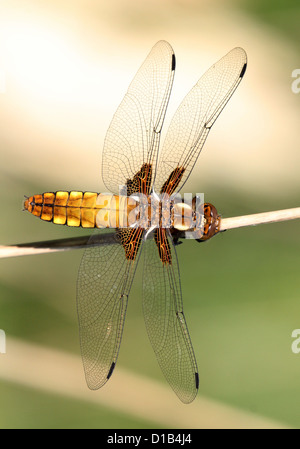 Macro détaillée image d'une femme à corps large Chaser dragonfly (Libellula depressa) Banque D'Images