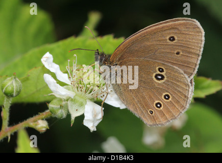 (Un papillon Aphantopus hyperantus) se nourrissant de fleurs d'un terminal blackberry Banque D'Images