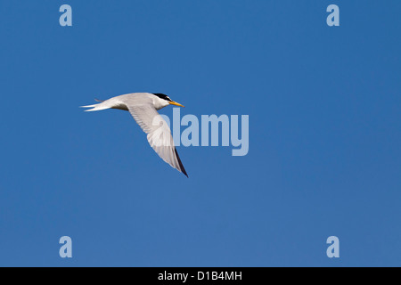 Sterne naine (Sternula albifrons / Sterna albifrons) en vol Banque D'Images