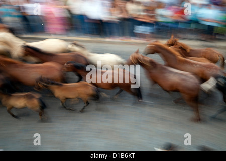 Almonte, Espagne, Saca de las yeguas - chevaux sont entraînés à travers la ville Banque D'Images