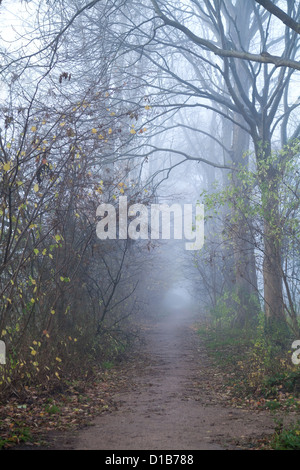 Sentier entre les arbres avec un épais brouillard Banque D'Images