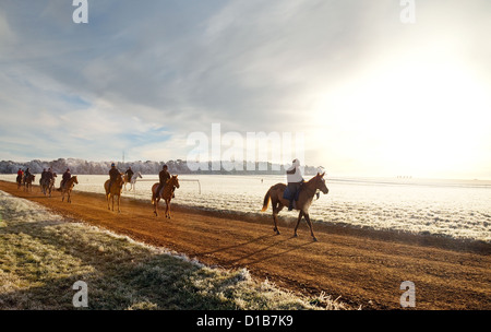 Chevaux et cavaliers au lever du soleil en hiver, Warren Hill terrain d'entraînement, Newmarket Suffolk Angleterre UK Banque D'Images