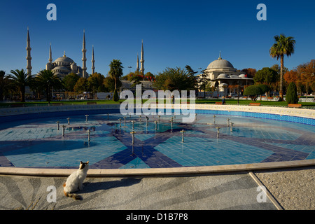 Feral cat à la piscine vide à et de la mosquée bleue et de la tombe du Sultan Ahmet tôt le matin, Istanbul Turquie Banque D'Images